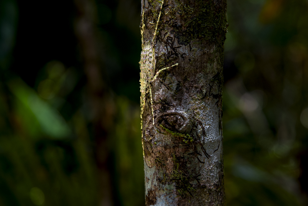 Lichen Spider (see it?),  Madja Boardwalk, North Queensland, Australia