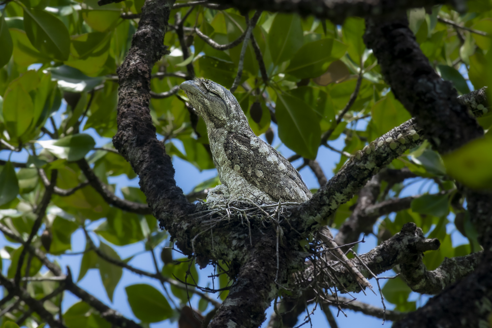 A Tawny Frogmouth bird adult and chick seen in the Daintree Rainforest, Queensland, Australia