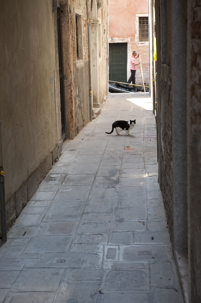 A cat and Gondolier, Venice, Italy