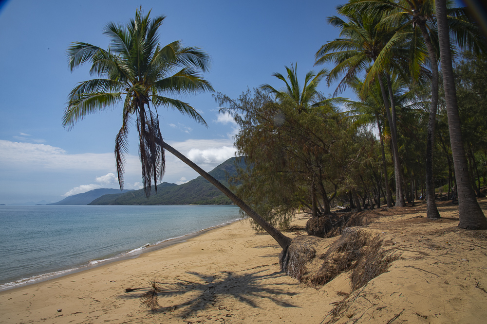 A palm tree leaning over Oak Beach casting a miday shadow on the hot sand in the private grounds of the Thala Beach Nature Preserve near Port Douglas, Queensland, Australia