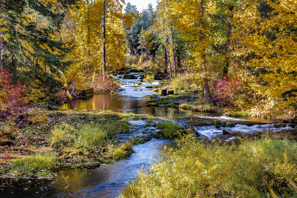 Colorful Fall leaves falling into Trout Lake Creek, Washington.