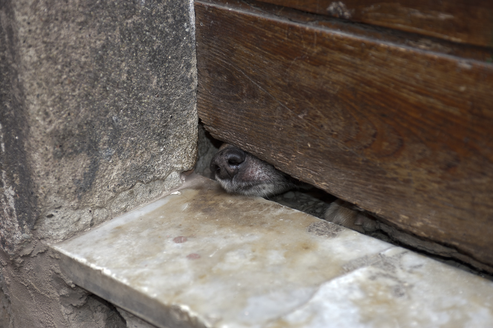 Dog Nose under door, Montorosso, Italy