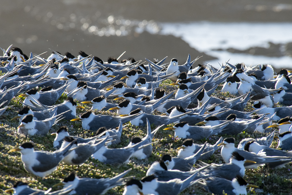 Australian Gull-billed Terns nesting area, Nobbies Boardwalk, Phillip Island, New South Wales, Australia