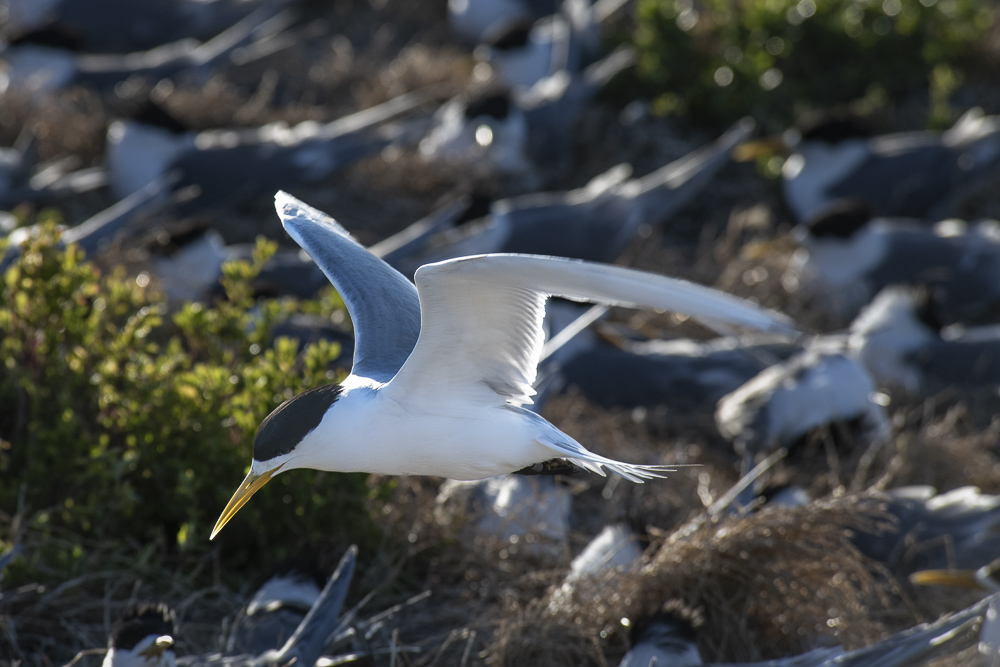 Australian Gull-billed Tern in flight, Nobbies Boardwalk, Phillip Island, New South Wales, Australia