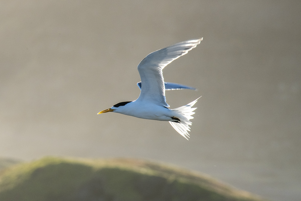 Australian Gull-billed Tern in flight, Nobbies Boardwalk, Phillip Island, New South Wales, Australia