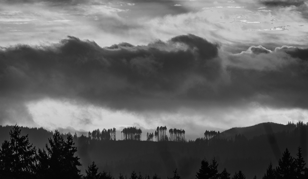 Monochrome of a silhouetted Black Hills post-logging treeline during a dramatic sunset over the  Capitol State Forest near Olympia, Washington