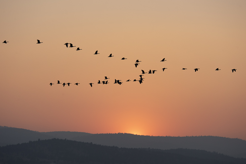 Flock of Geese at sunset, Unity Lake State Recreation Site, Eastern Oregon