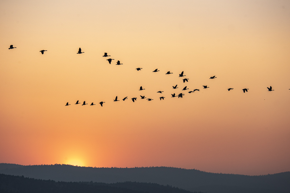 A flock of geese in formation with a wildfire  smoke tainted sunset in the background.  Unity Lake State Recreation Site, Northeastern Oregon.