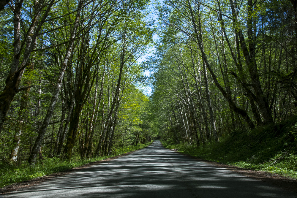 A Foreest Service Road through the Gifford Pinchot National Forest, Washington