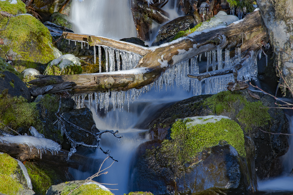 Collection of ice on a fallen log over a little waterfall in the Olympic Peninsula rain forest. Washington