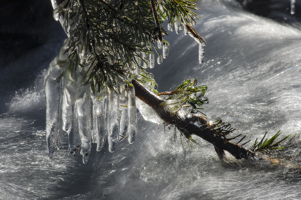 Heavy ice cycle s or Ice Fingers  hanging from a Douglas Fir branch over a fast moving mountain stream. Washington