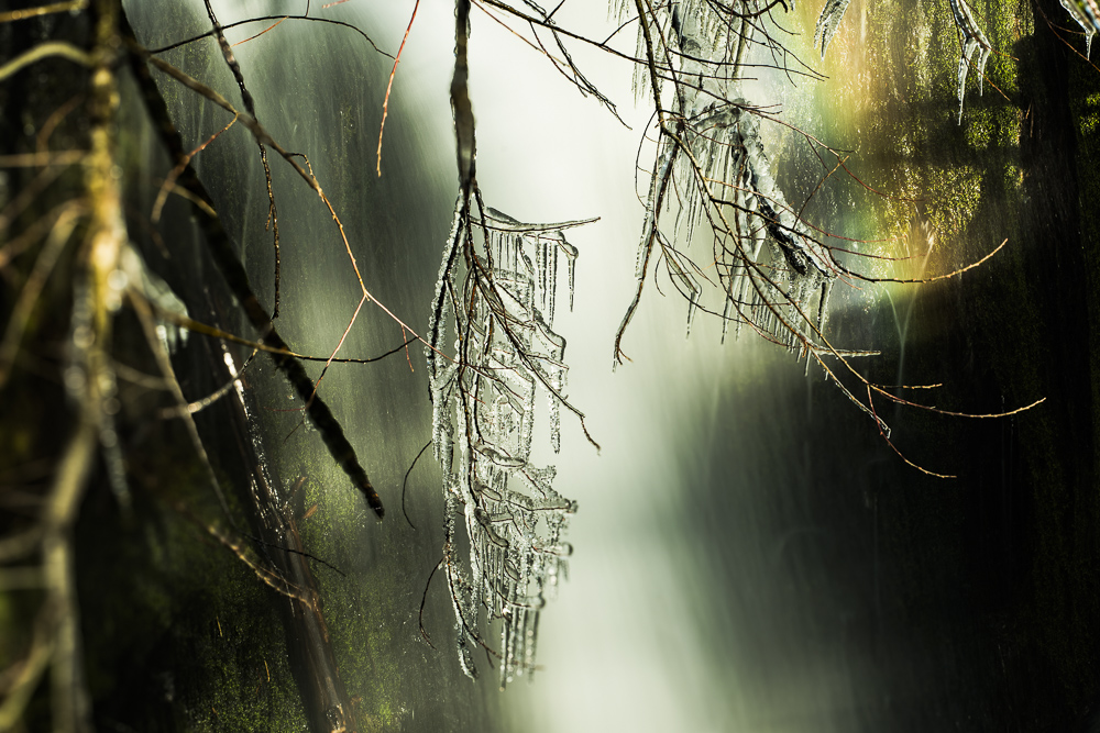 Ice cycle growing from a branch sharing space with a tainbow above a waterfall in the Olympic Peninsula rain forest.  Washington