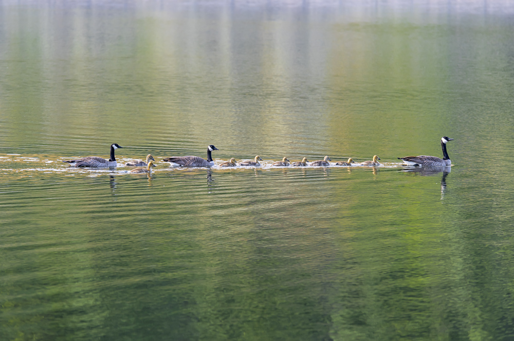 Canada Geese and Gosslings.  Chief Timothy State Park in Southeast Washington.