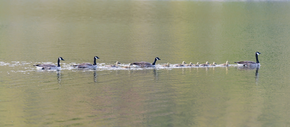 Canada Geese and Gosslings.  Chief Timothy State Park in Southeast Washington.