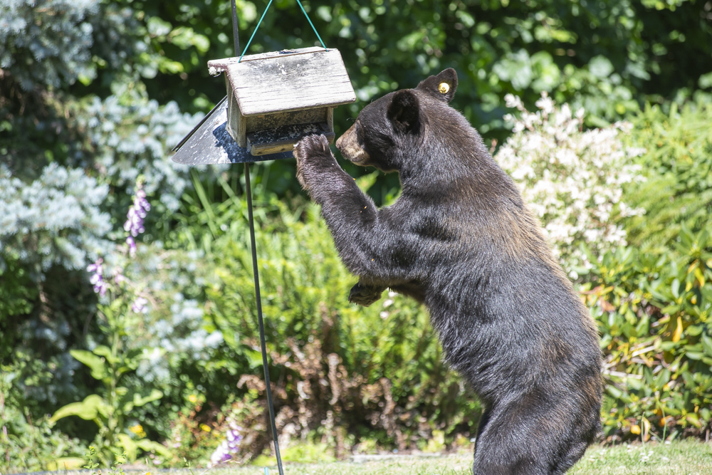 A Black Bear getting a snack from a backyard bird feeder. Olympia, Washington