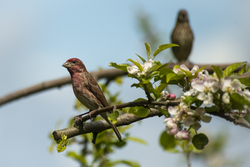 Male House Finch perched on a flowering apple tree branch.  Olympia, Washington
