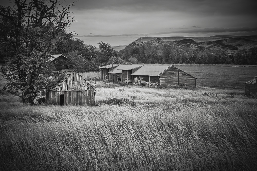 A black and white image of delapidated and overgrown farm buildings in Eastern Washington