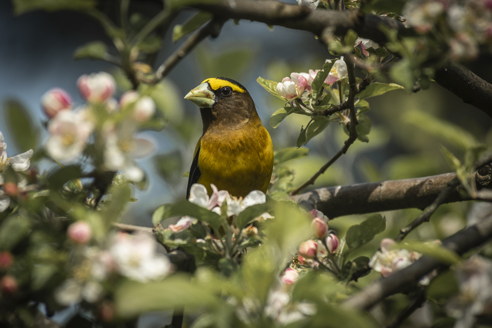 A male Evening Grosbeak perched among apple blossoms.  Olympia, Washington