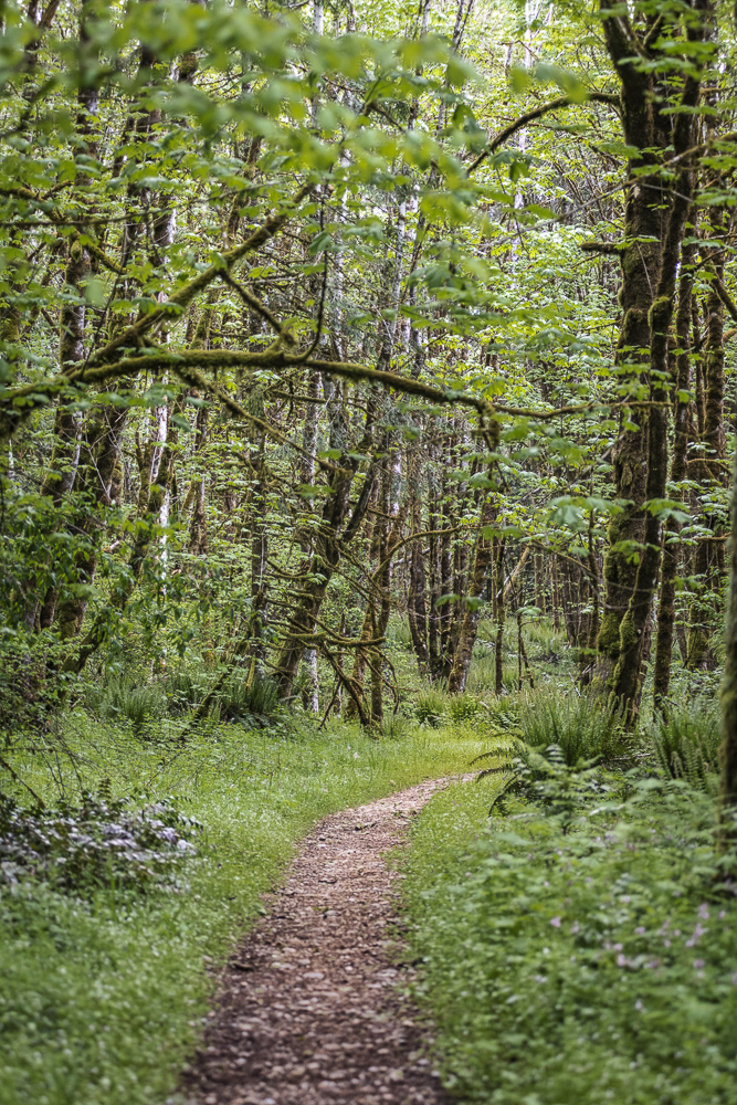 A walking path through Spring growth in Western Washington