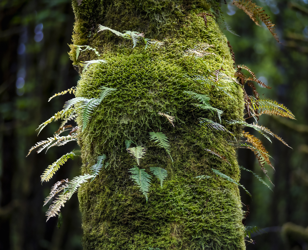 Ferns and moss growing from the trunk of a Maple tree, Western Washington