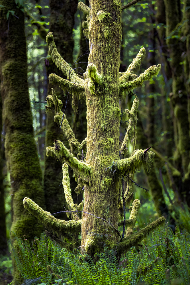 Moss growing on and hanging from and old fir tree stump in the wet Pacific Northwest