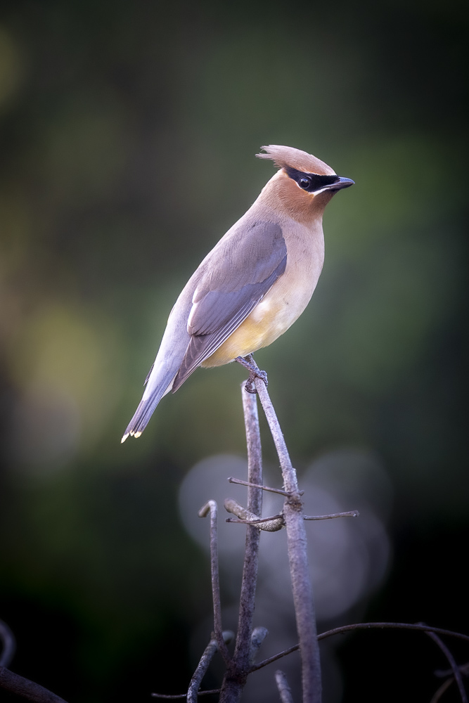 A female Bohemian Waxwing
