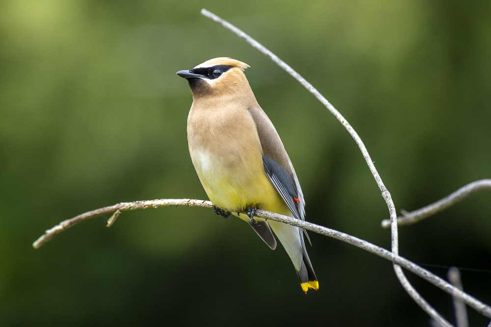 A proud male Bohemian Waxwing.  Olympia, Washington