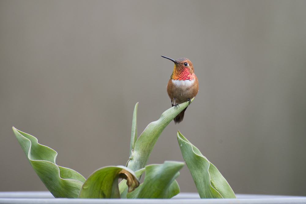 A male Rufous Hummingbird perched on a tulip leaf.
