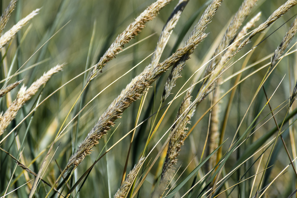 Wild dune grasses blowing in the wind near the mouth of the Columbia River in Oregon