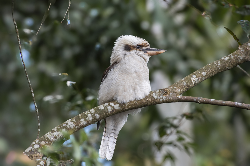 A wild Laughing Kookaburra bird seen near Sydney, Australia