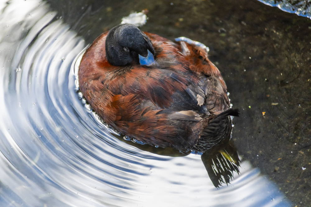 Blue-Billed Duck, Taronga Zoo, Sydney, Australia