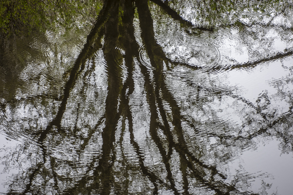 Raindrops on reflection of tree.