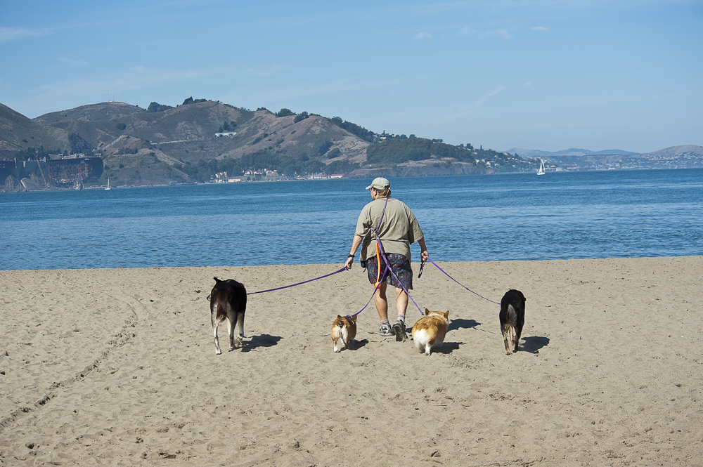 Walking the dogs, San Fransico, California