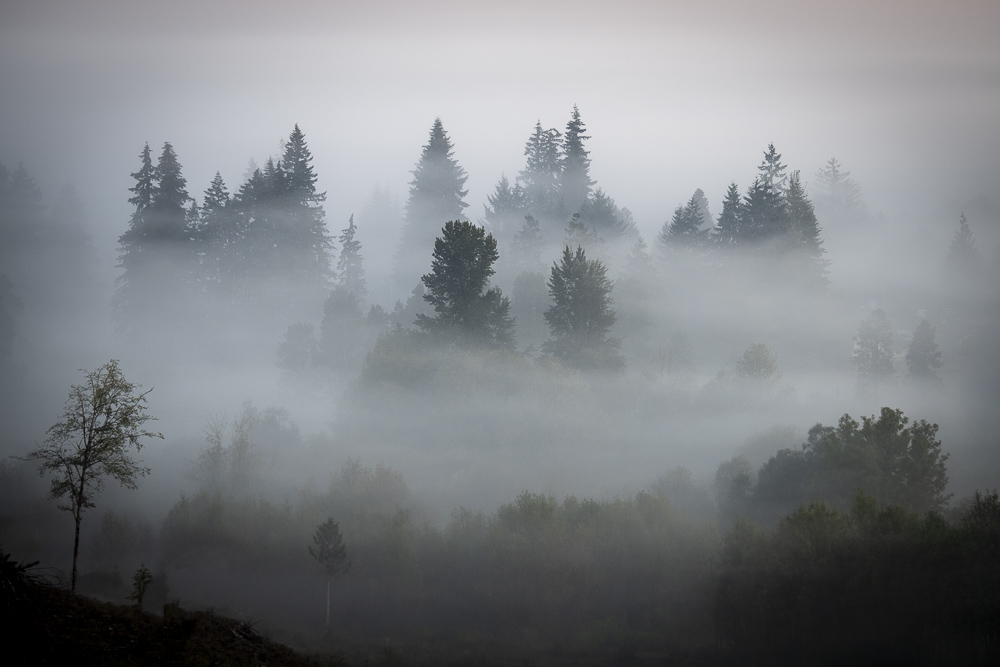 Morning Ffog shrouds the evergreen trees near Olympia, Washington