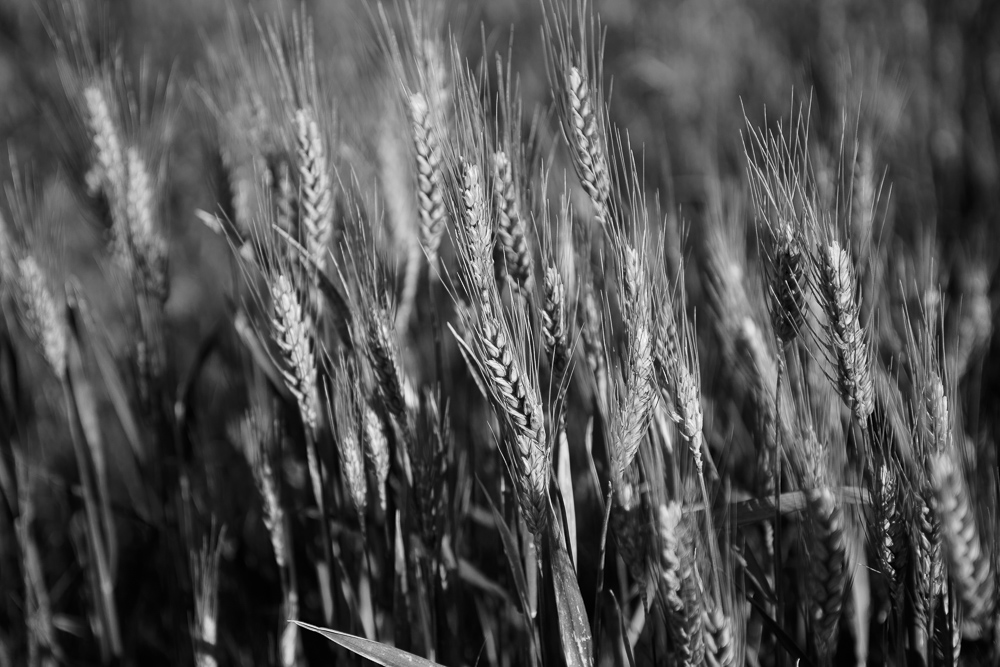 Black and White image of barley grain in the rolling fields in Palouse Country, Eastern Washington