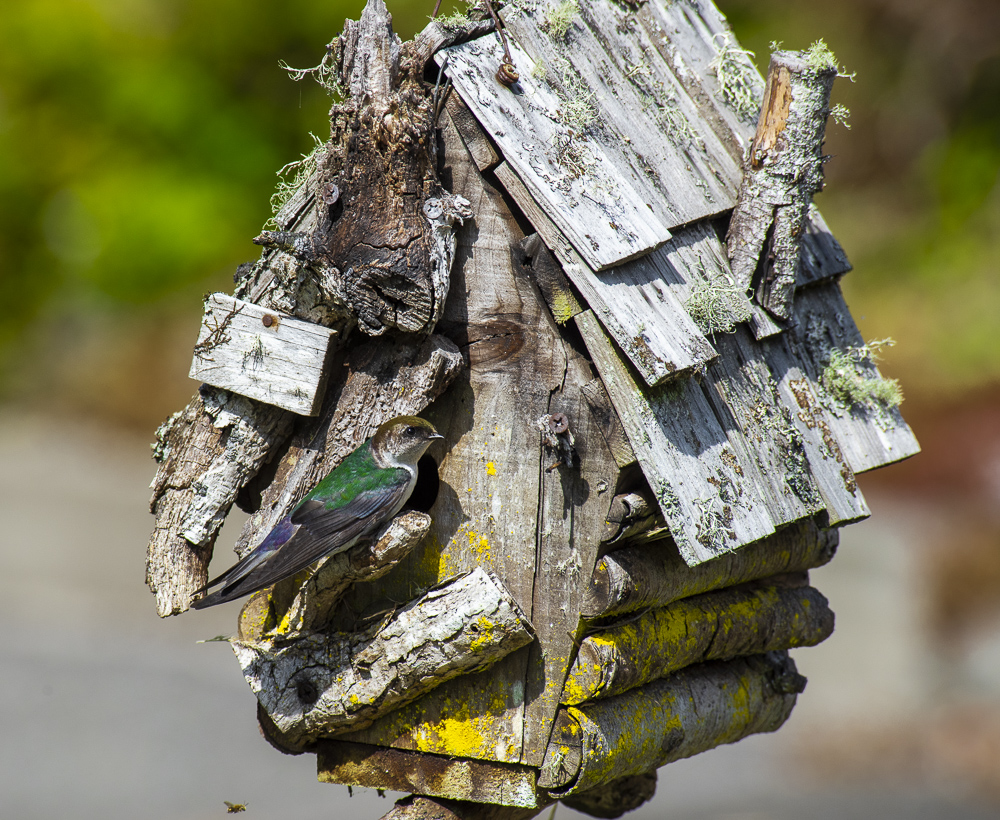 Violet-Green Swallow and her house.