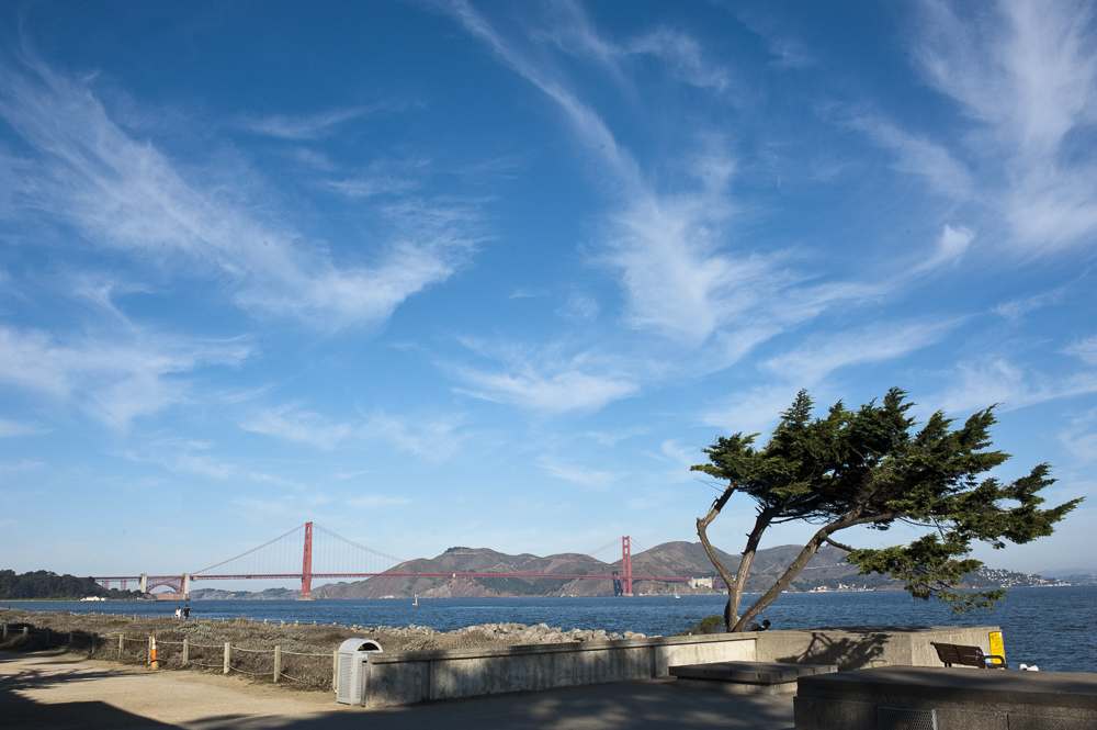 A windswept tree at the Golden Gate Promenade