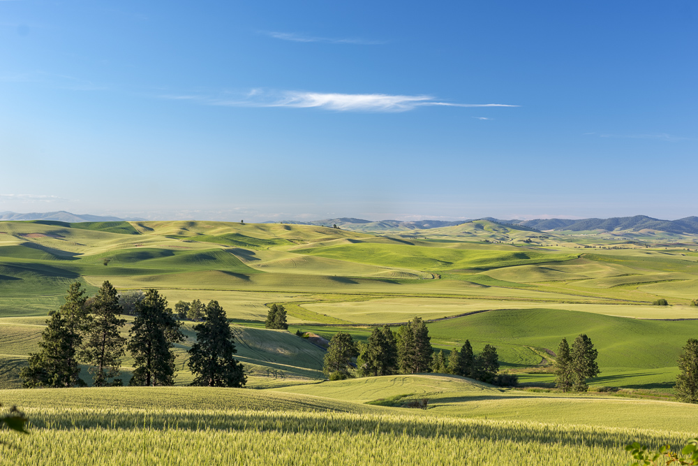 A view of the rolling green hills of the Palouse, Kamiak Butte County Park,  Eastern Washington