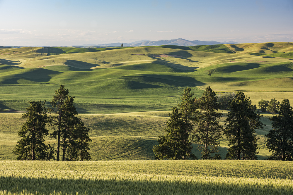 A view of the rolling green hills of the Palouse, Kamiak Butte County Park,  Eastern Washington