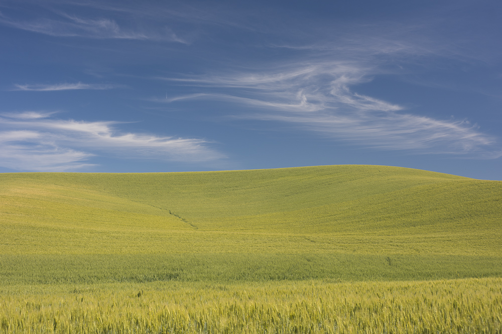 Rolling hills of barley grain fields and blue sky in the Palouse Country of Eastern Washington