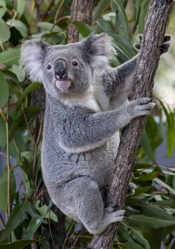 A koala, Lone Pine Koala Sanctuary near Brisbane, Australia