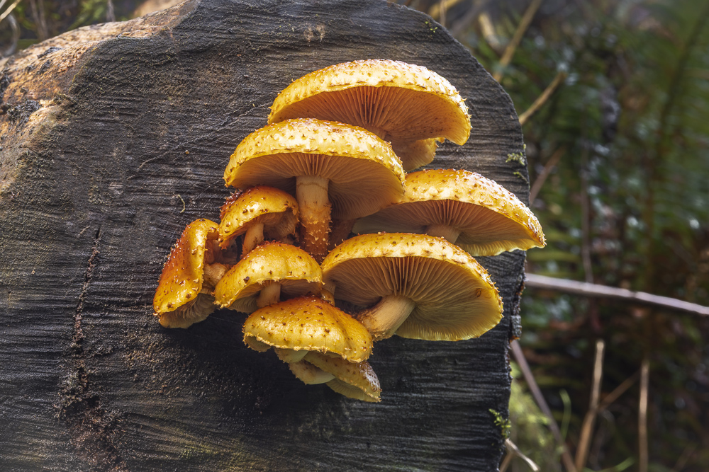 Pholiota aurivella mushroom