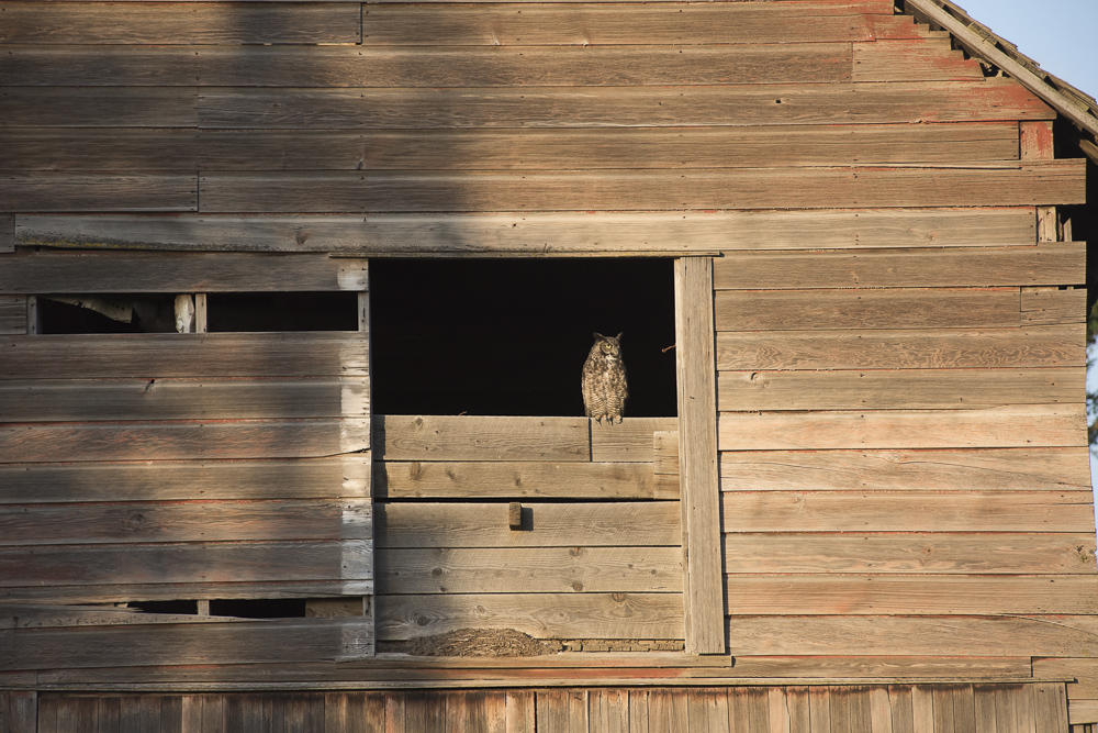 A Great Horned Owl scoping out the area, Walla Walla, Washington