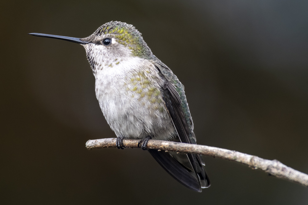 Female Anna's Hummingbird.  Olympia, Washington