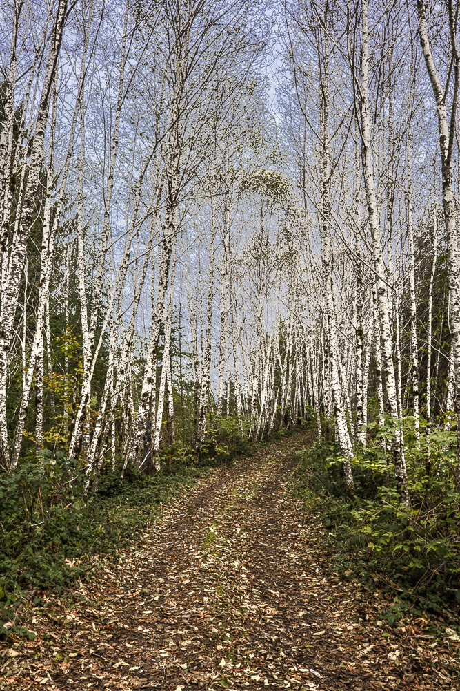 A birch lined and leaf covered dirt road in the Olympic National Forest, Washington