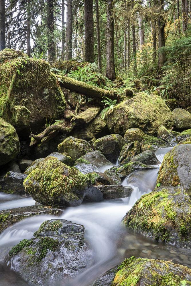 Long Exposure of the rushing water, rocks, and moss of Bunch Falls near Lake Quinault in the Olympic National Forest