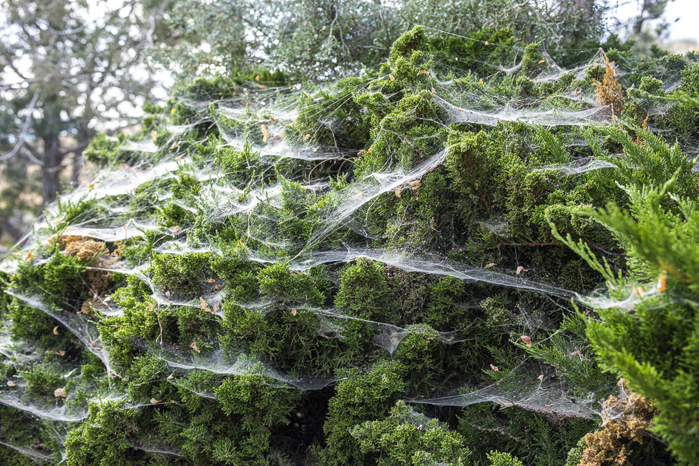 Spider webs covering an evergreen Juniper bush creating a spooky feeling.