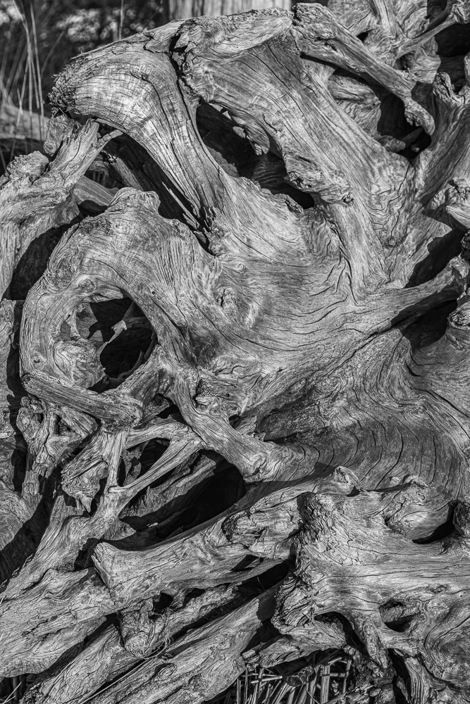 Monochrome detail of twisted driftwood.  Texture,, Shape
