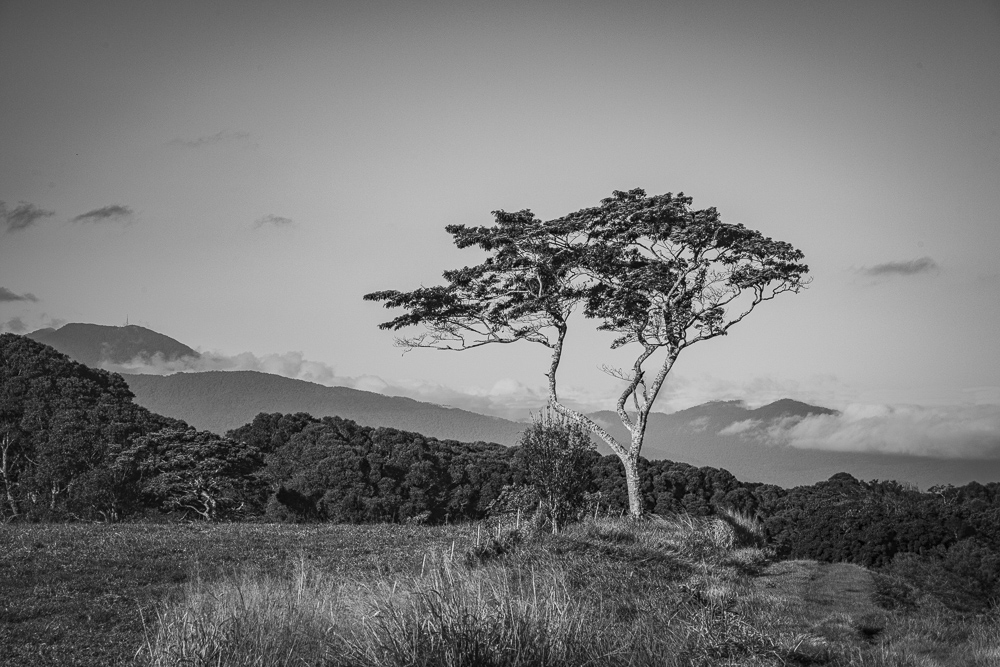 Black and White of a lone Eucalyptus Gongylocarpa tree, Butcher's Creek, Atherton Tablelands, Queensland, Australia