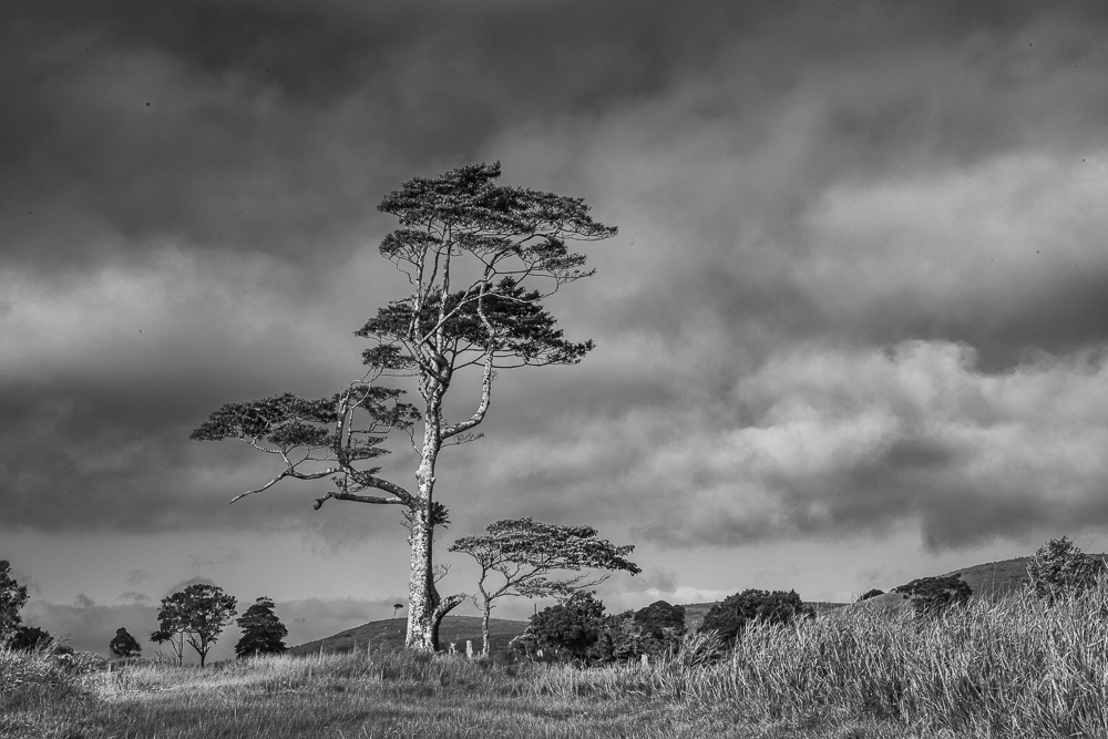 Black and White of a lone Eucalyptus Gongylocarpa tree, Butcher's Creek, Atherton Tablelands, Queensland, Australia